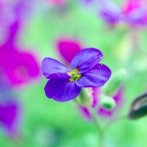 Aubrieta cascade ‘Purple’ – foto illustrativa della pianta