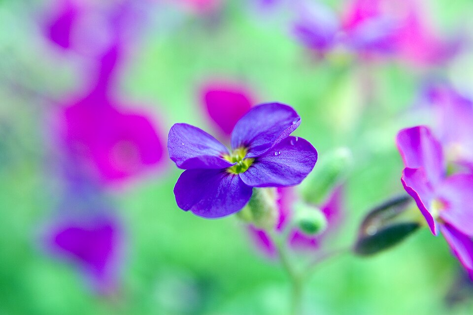 Aubrieta cascade ‘Purple’ – foto illustrativa della pianta