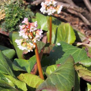 Bergenia ‘Baby Doll’ – foto illustrativa della pianta