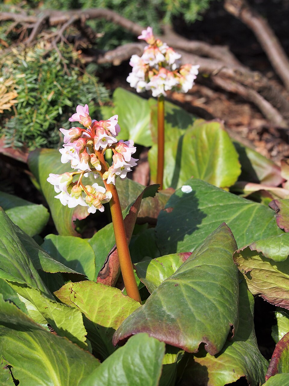 Bergenia ‘Baby Doll’ – foto illustrativa della pianta