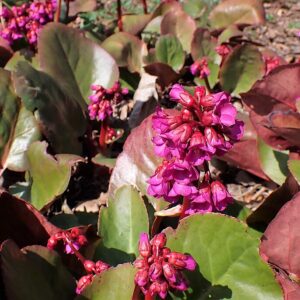 Bergenia ‘Eroica’ – foto illustrativa della pianta