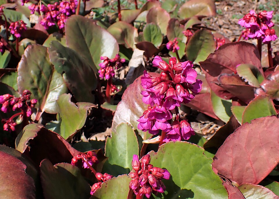 Bergenia ‘Eroica’ – foto illustrativa della pianta