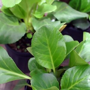 Bergenia ‘Bressingham Ruby’ ® – foto illustrativa della pianta