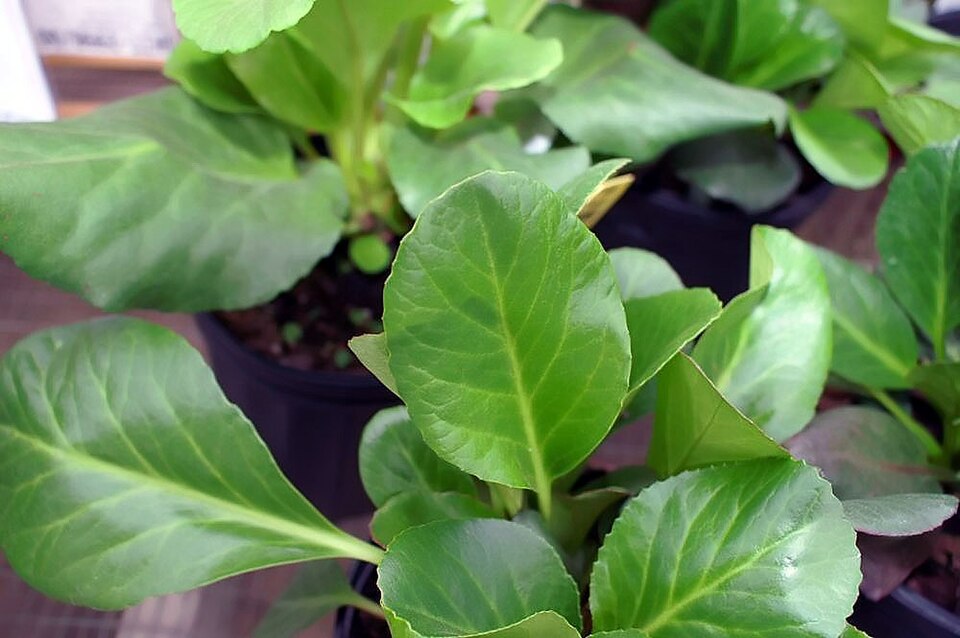 Bergenia ‘Bressingham Ruby’ ® – foto illustrativa della pianta