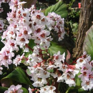 Bergenia ‘Silberlicht’ – foto illustrativa della pianta