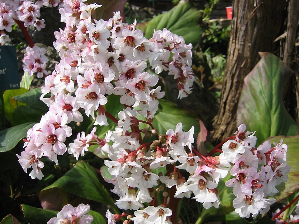 Bergenia ‘Silberlicht’ – foto illustrativa della pianta
