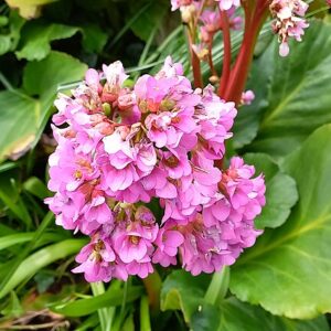 Bergenia purpurascens (delavayi) – foto illustrativa della pianta