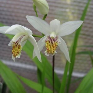 Bletilla striata Alba – foto illustrativa della pianta