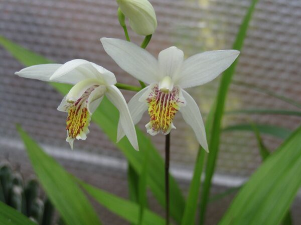 Bletilla striata Alba – foto illustrativa della pianta