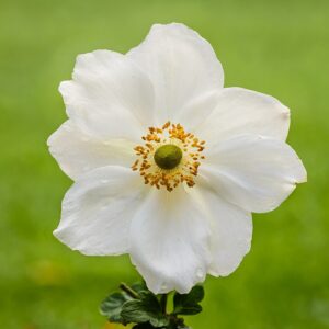 Anemone hyb. ‘Honorine Jobert’ – foto illustrativa della pianta