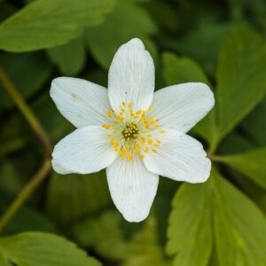 Anemone nemerosa – foto illustrativa della pianta