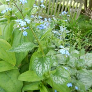 Brunnera macrophylla ‘Jack Frost’ ® – foto illustrativa della pianta