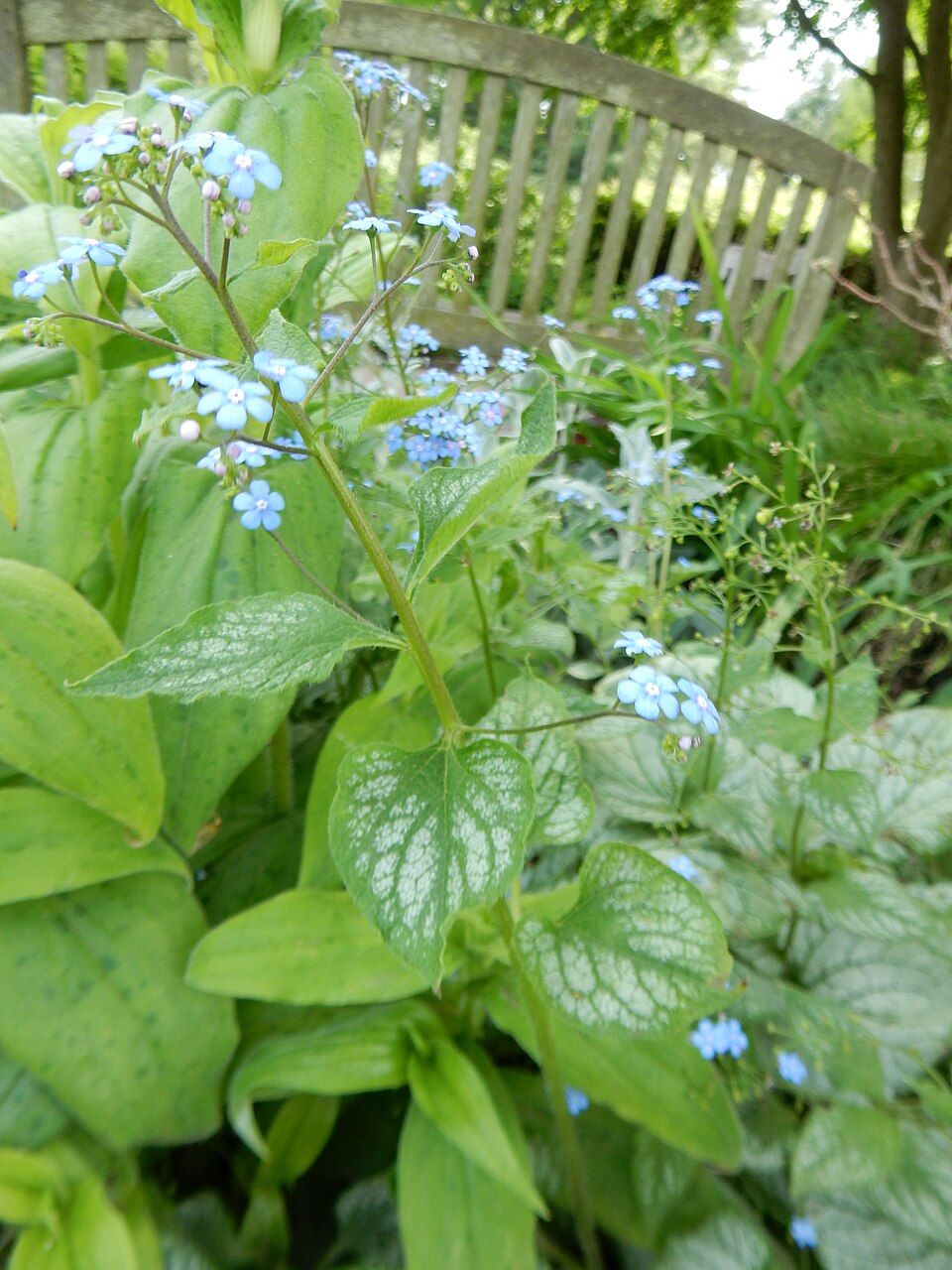 Brunnera macrophylla ‘Jack Frost’ ® – foto illustrativa della pianta