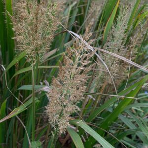 Calamagrostis brachytricha – foto illustrativa della pianta