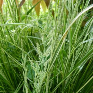 Calamagrostis acutiflora ‘Overdam’ – foto illustrativa della pianta