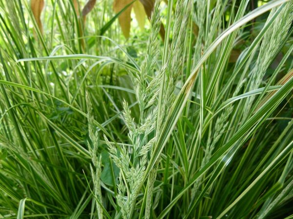 Calamagrostis acutiflora ‘Overdam’ – foto illustrativa della pianta