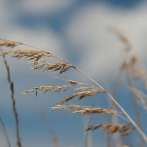 Calamagrostis acutiflora ‘Avalanche’ – foto illustrativa della pianta
