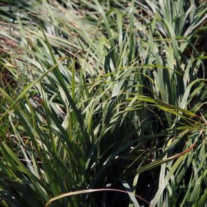 Calamagrostis acutiflora ‘Karl Foerster’ – foto illustrativa della pianta