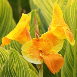Canna indica ‘Tropicanna Gold’ ® – foto illustrativa della pianta