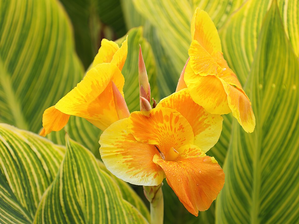Canna indica ‘Tropicanna Gold’ ® – foto illustrativa della pianta
