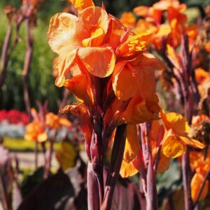 Canna indica ‘Wioming’