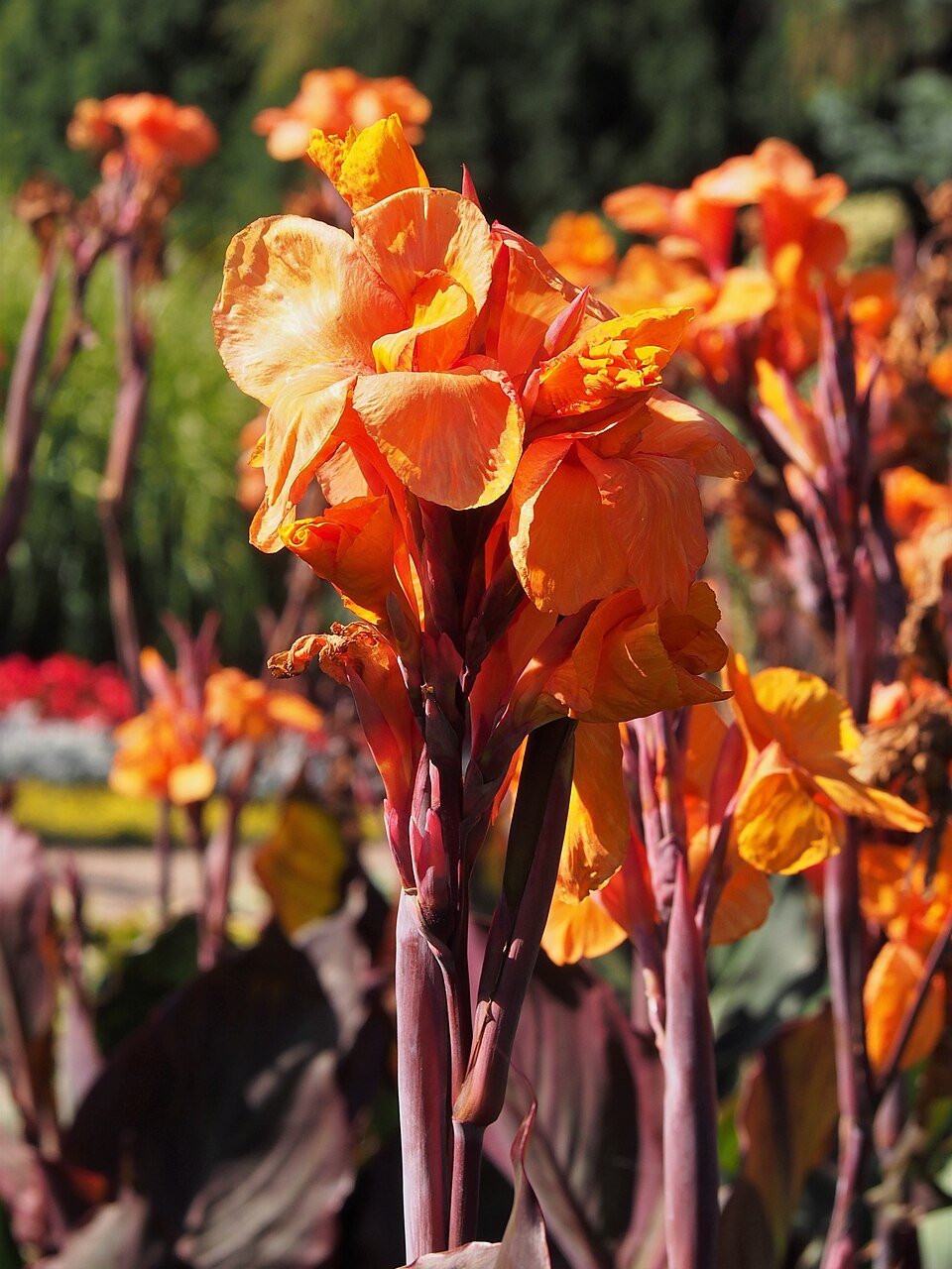 Canna indica ‘Wioming’