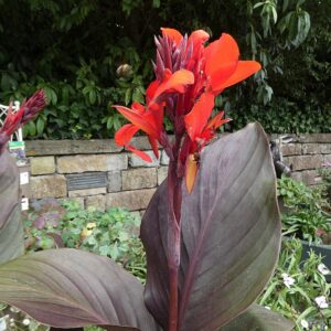 Canna indica ‘Tropicanna Black’ ® – foto illustrativa della pianta