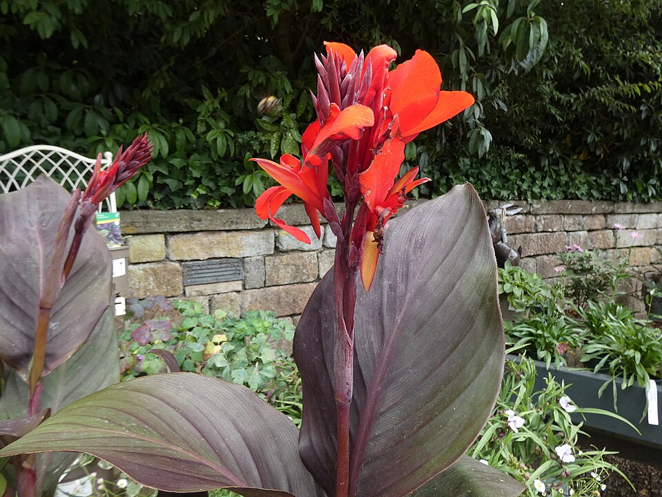 Canna indica ‘Tropicanna Black’ ® – foto illustrativa della pianta