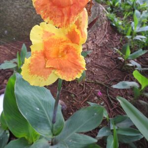Canna indica ‘Lucifer’ – foto illustrativa della pianta