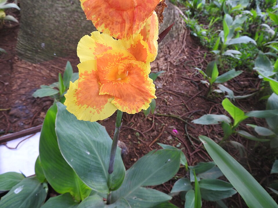 Canna indica ‘Lucifer’ – foto illustrativa della pianta