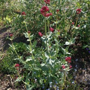 Centranthus ruber ‘Coccineus’ – foto illustrativa della pianta