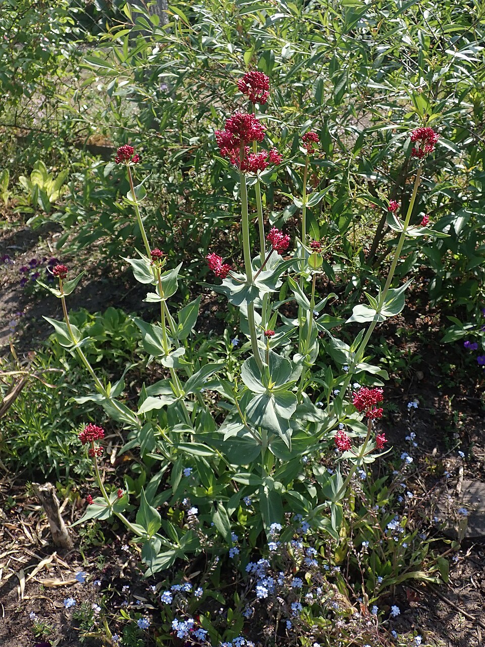 Centranthus ruber ‘Coccineus’ – foto illustrativa della pianta