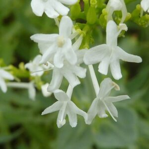 Centranthus ruber ‘Albus’ – foto illustrativa della pianta