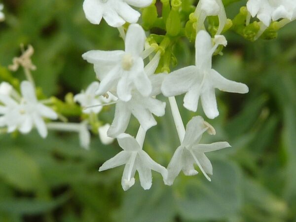 Centranthus ruber ‘Albus’ – foto illustrativa della pianta