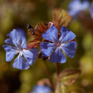 Ceratostigma wilmottianum