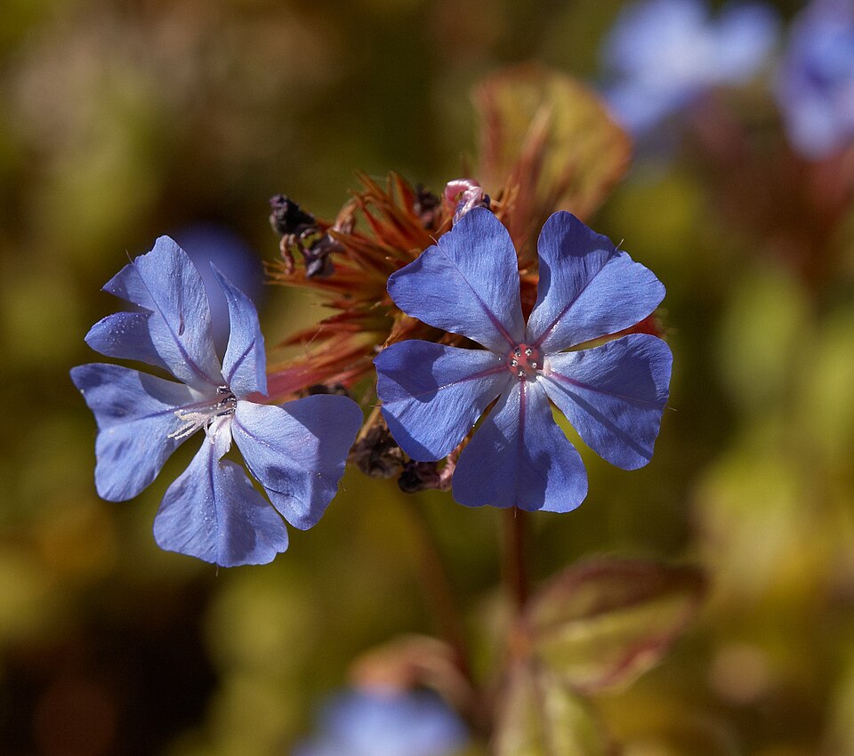 Ceratostigma wilmottianum