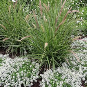 Pennisetum ‘Sky Rocket’ ®