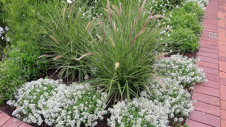 Pennisetum ‘Sky Rocket’ ®