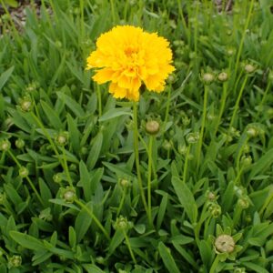 Coreopsis grandiflora ‘Early Sunrise’ – foto illustrativa della pianta