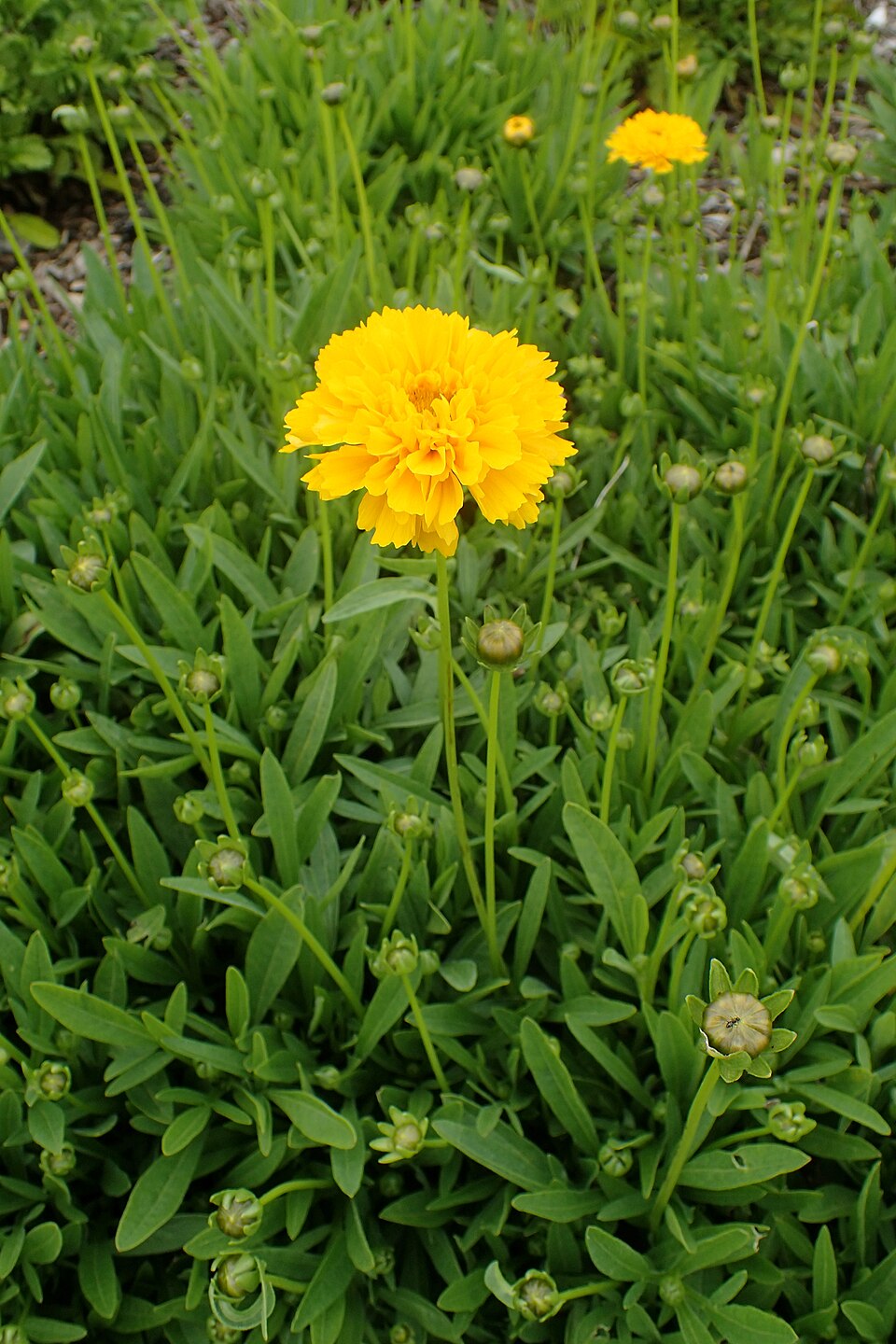 Coreopsis grandiflora ‘Early Sunrise’ – foto illustrativa della pianta