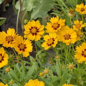 Coreopsis lanceolata ‘Sterntaler’ – foto illustrativa della pianta