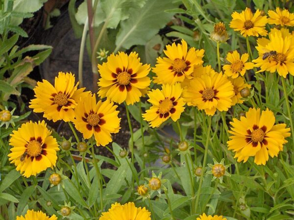 Coreopsis lanceolata ‘Sterntaler’ – foto illustrativa della pianta