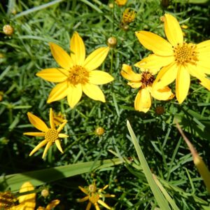 Coreopsis verticillata ‘Zagreb’ – foto illustrativa della pianta
