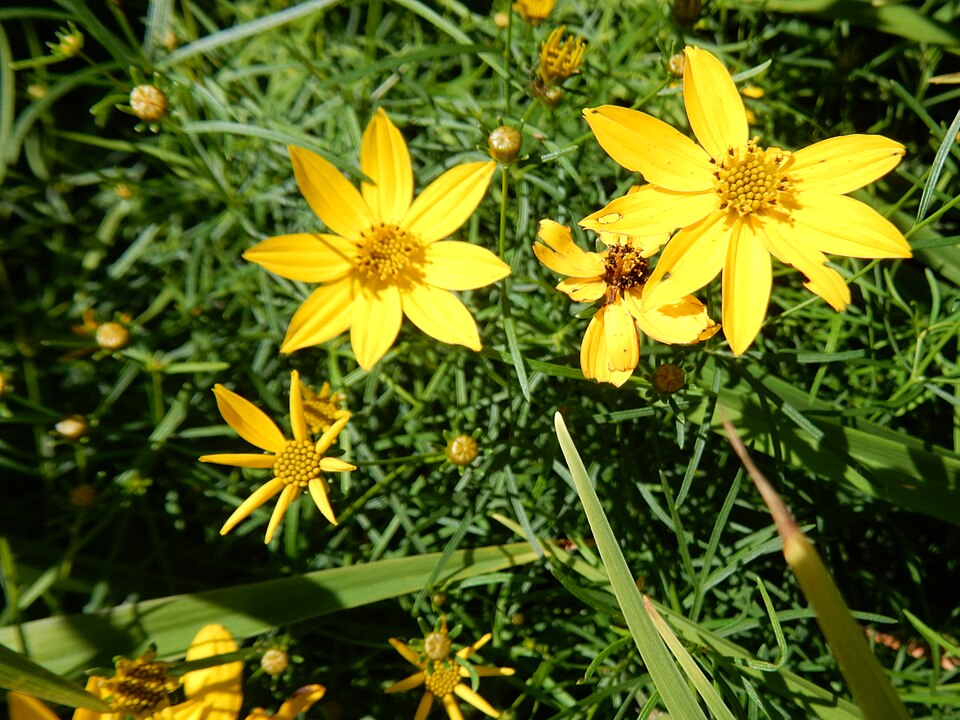 Coreopsis verticillata ‘Zagreb’ – foto illustrativa della pianta