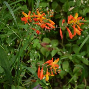 Crocosmia ‘Masoniorum’ – foto illustrativa della pianta