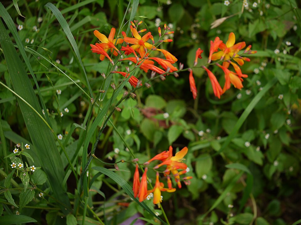 Crocosmia ‘Masoniorum’ – foto illustrativa della pianta
