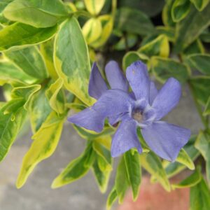 Vinca minor ‘Aureo Variegata’