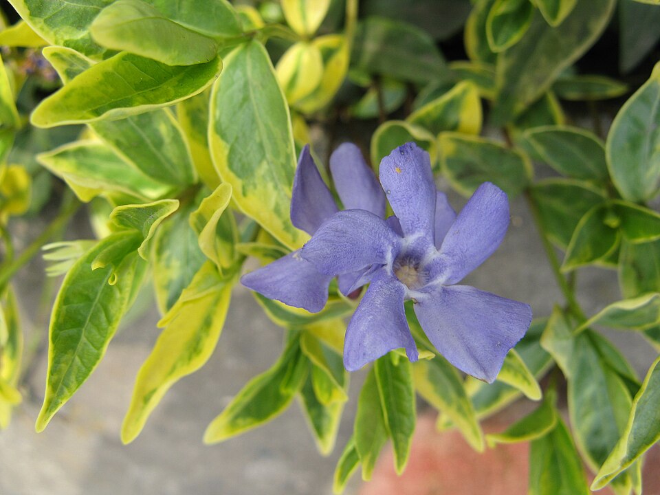 Vinca minor ‘Aureo Variegata’