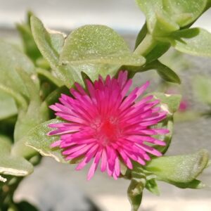 Aptenia cordifolia – foto illustrativa della pianta