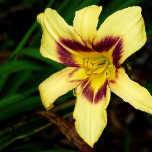 Hemerocallis ‘Bonanza’ – foto illustrativa della pianta